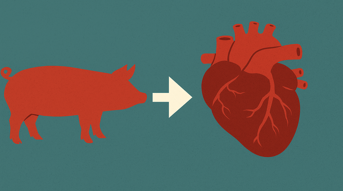 Should xenotransplantation (animal‑to‑human organ transplants) be widely adopted?
